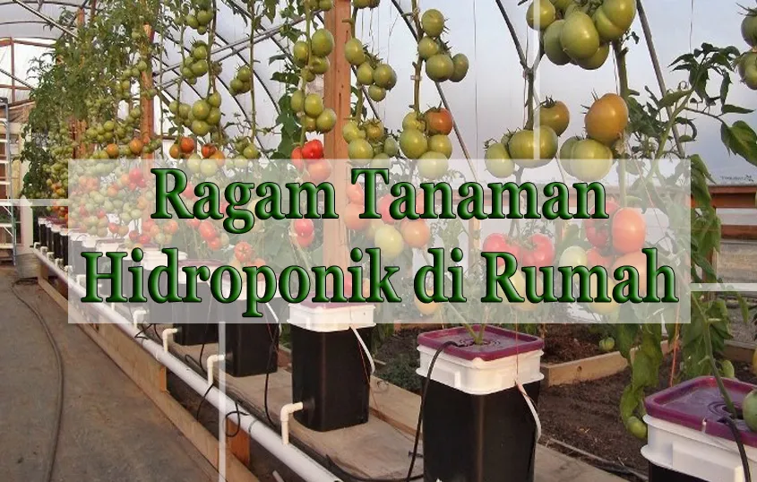 Tanaman Hidroponik